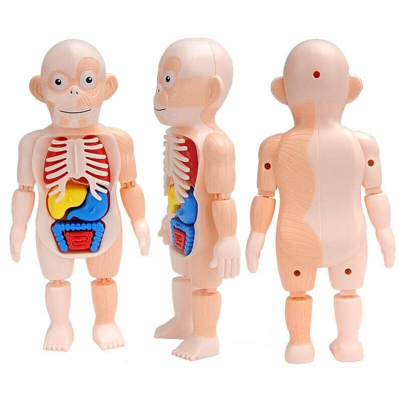 Brinquedo Educacional de Anatomia Humana