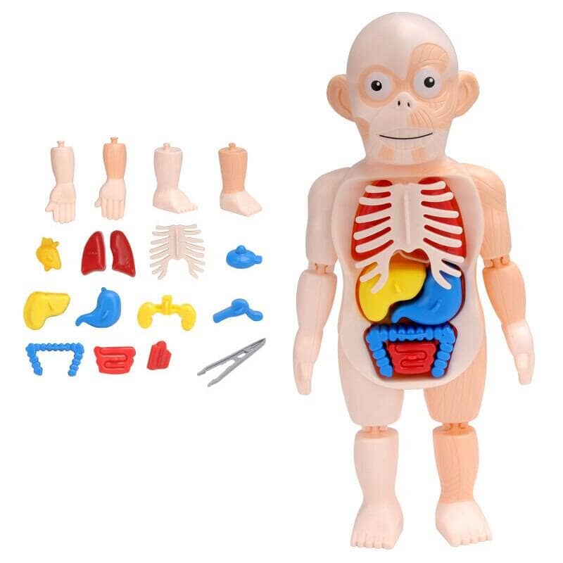 Brinquedo Educacional de Anatomia Humana
