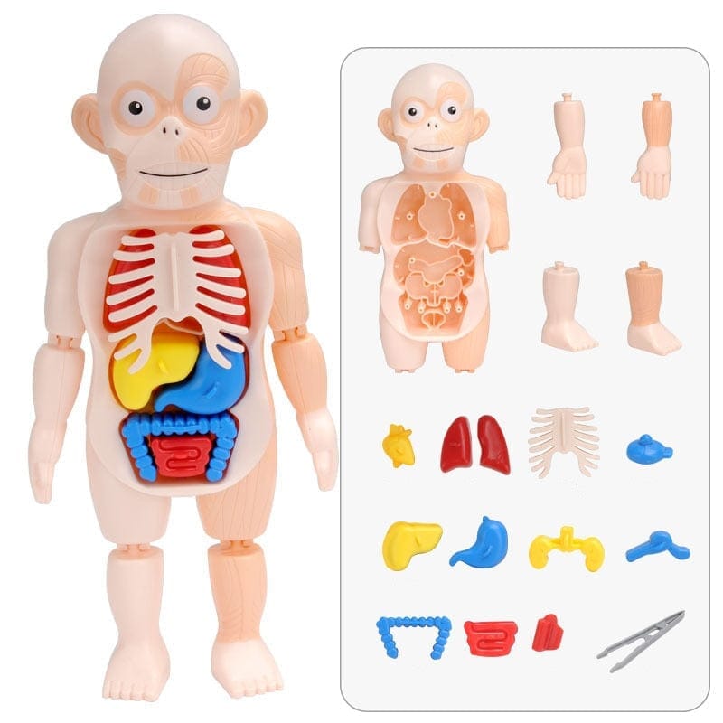 Brinquedo Educacional de Anatomia Humana