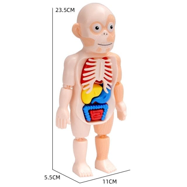 Brinquedo Educacional de Anatomia Humana