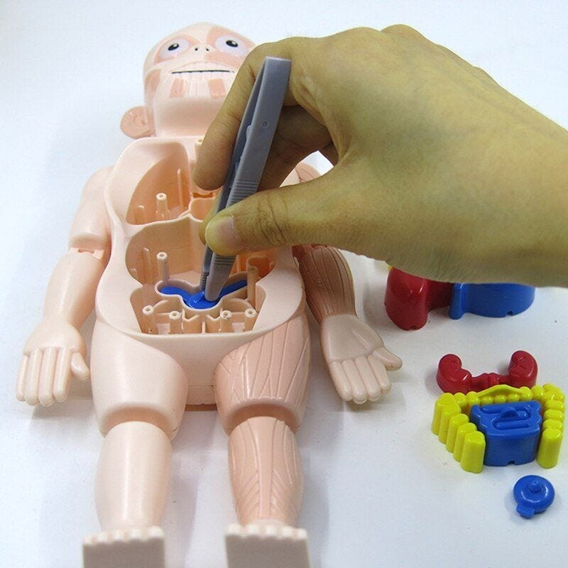 Brinquedo Educacional de Anatomia Humana