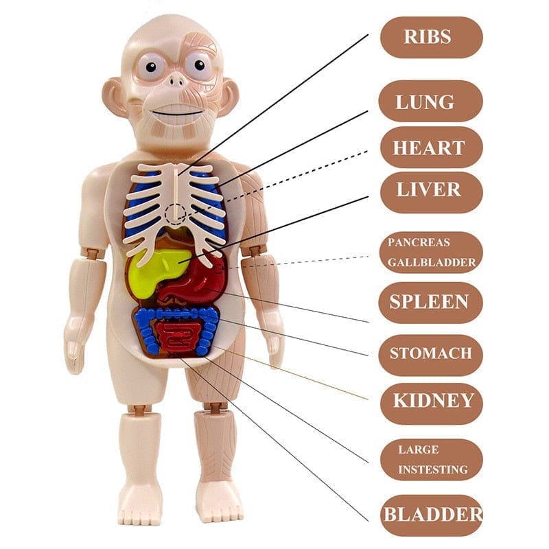 Brinquedo Educacional de Anatomia Humana
