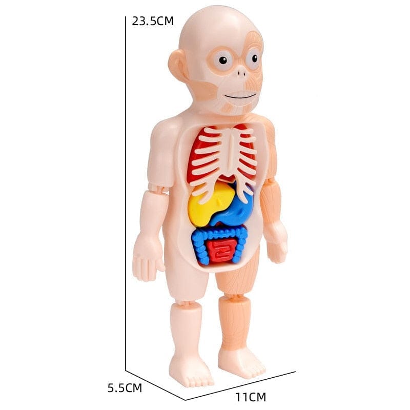 Brinquedo Educacional de Anatomia Humana